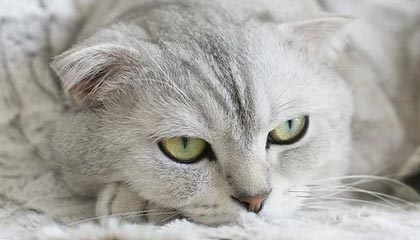 开云体育下载官网-逆转奇迹：那些让人热血沸腾的欧冠逆转比赛，欧冠最不可思议的逆转