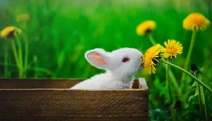 开云体育下载官网-逆转奇迹：那些让人热血沸腾的欧冠逆转比赛，欧冠最不可思议的逆转